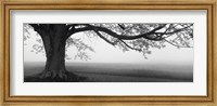 Tree in a farm, Knox Farm State Park, East Aurora, New York State, USA Fine Art Print