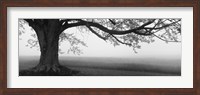 Tree in a farm, Knox Farm State Park, East Aurora, New York State, USA Fine Art Print