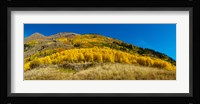 Aspen trees on mountain, Alpine Loop Scenic Backway, San Juan National Forest, Colorado, USA Fine Art Print