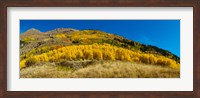 Aspen trees on mountain, Alpine Loop Scenic Backway, San Juan National Forest, Colorado, USA Fine Art Print