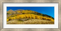 Aspen trees on mountain, Alpine Loop Scenic Backway, San Juan National Forest, Colorado, USA Fine Art Print