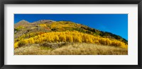 Aspen trees on mountain, Alpine Loop Scenic Backway, San Juan National Forest, Colorado, USA Fine Art Print