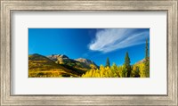 Aspen trees on a mountain, Mt Hayden, Uncompahgre National Forest, Colorado, USA Fine Art Print