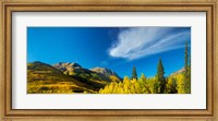 Aspen trees on a mountain, Mt Hayden, Uncompahgre National Forest, Colorado, USA Fine Art Print