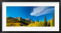 Aspen trees on a mountain, Mt Hayden, Uncompahgre National Forest, Colorado, USA Fine Art Print