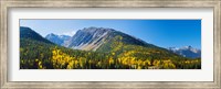 Aspen trees on mountain, Little Giant Peak, King Solomon Mountain, San Juan National Forest, Colorado, USA Fine Art Print