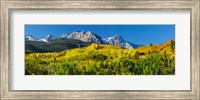 Aspen trees with mountains in the background, Uncompahgre National Forest, Colorado Fine Art Print