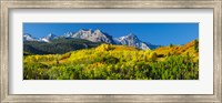 Aspen trees with mountains in the background, Uncompahgre National Forest, Colorado Fine Art Print
