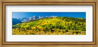 Aspen trees on mountains, Uncompahgre National Forest, Colorado Fine Art Print
