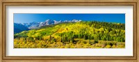 Aspen trees on mountains, Uncompahgre National Forest, Colorado Fine Art Print