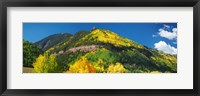 Aspen trees on mountain, Needle Rock, Gold Hill, Uncompahgre National Forest, Telluride, Colorado, USA Fine Art Print