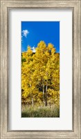 Aspen trees in a forest along Ophir Pass, Umcompahgre National Forest, Colorado, USA Fine Art Print