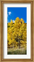 Aspen trees in a forest along Ophir Pass, Umcompahgre National Forest, Colorado, USA Fine Art Print