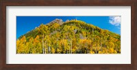Aspen trees on mountain, Ophir Pass, San Juan Mountains, Uncompahgre National Forest, Colorado, USA Fine Art Print