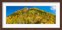 Aspen trees on mountain, Ophir Pass, San Juan Mountains, Uncompahgre National Forest, Colorado, USA Fine Art Print