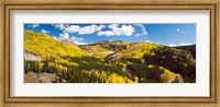 Aspen trees on a mountain, San Juan National Forest, Colorado, USA Fine Art Print