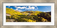 Aspen trees on a mountain, San Juan National Forest, Colorado, USA Fine Art Print