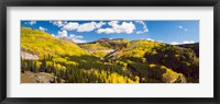 Aspen trees on a mountain, San Juan National Forest, Colorado, USA Fine Art Print