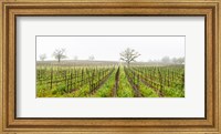 Oak trees in a vineyard, Guerneville Road, Sonoma Valley, Sonoma County, California, USA Fine Art Print