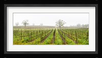 Oak trees in a vineyard, Guerneville Road, Sonoma Valley, Sonoma County, California, USA Fine Art Print
