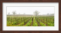 Oak trees in a vineyard, Guerneville Road, Sonoma Valley, Sonoma County, California, USA Fine Art Print