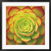 Fiery Succulent Fine Art Print