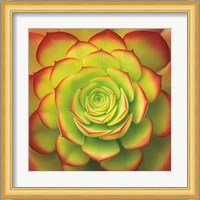 Fiery Succulent Fine Art Print