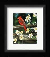 Cardinal Fine Art Print