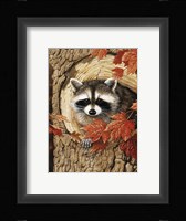 Raccoon Framed Print