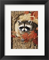 Raccoon Framed Print