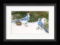 Bluejays Fine Art Print