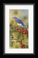 Bluebird Framed Print