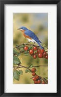 Bluebird Framed Print