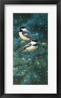Chickadees Fine Art Print