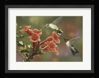 Hummingbirds and Trumpet Flowers Fine Art Print