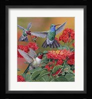Hummingbirds & Flowers Fine Art Print
