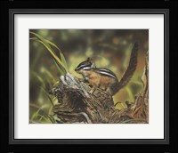 Chipmunk Fine Art Print