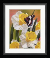 Daffodils & Butterfly Fine Art Print