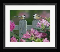 Back Yard Chat Fine Art Print