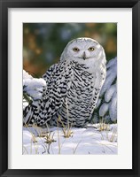 Snowy Owl Framed Print