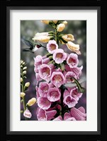 Hummingbirds - Foxgloves Fine Art Print