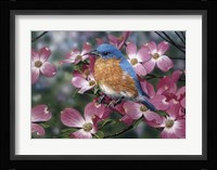 Bluebird/Pink Dogwood Fine Art Print
