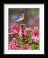 Bluebird With Hibiscus Fine Art Print