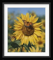 Sunflower/Butterflies Fine Art Print