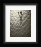 Floating Plant Form Fine Art Print