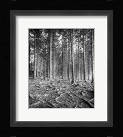 Forest Fine Art Print
