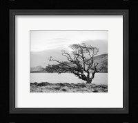 Connemara Tree I Fine Art Print