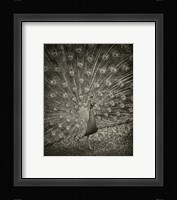 The Myth of Argus II Fine Art Print
