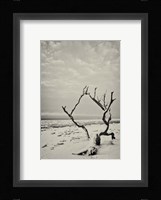 Root and Branch Fine Art Print