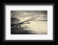 Cambium I Fine Art Print